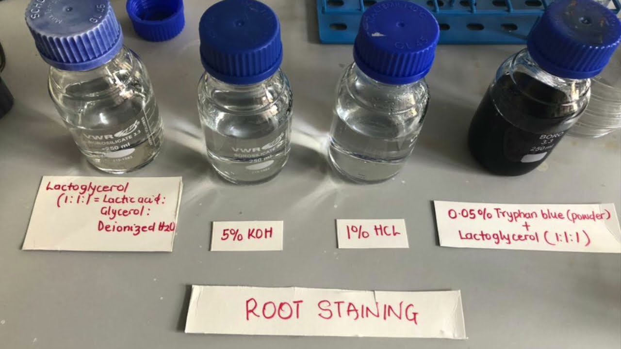 Determination of AMF colonization in Zea mays (maize) and Manihot esculenta (cassava) roots