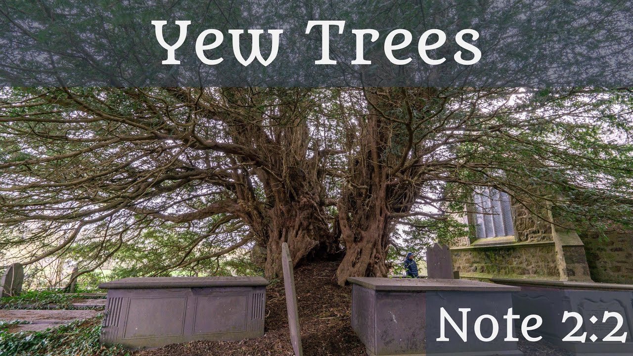 Yew Trees - HN2-02 Sarah Woodbury's Historical Notes