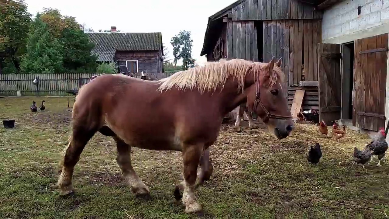 Jesienne codzienne obowiązki Vlog#8 ścielanie, nowy cielaczek.