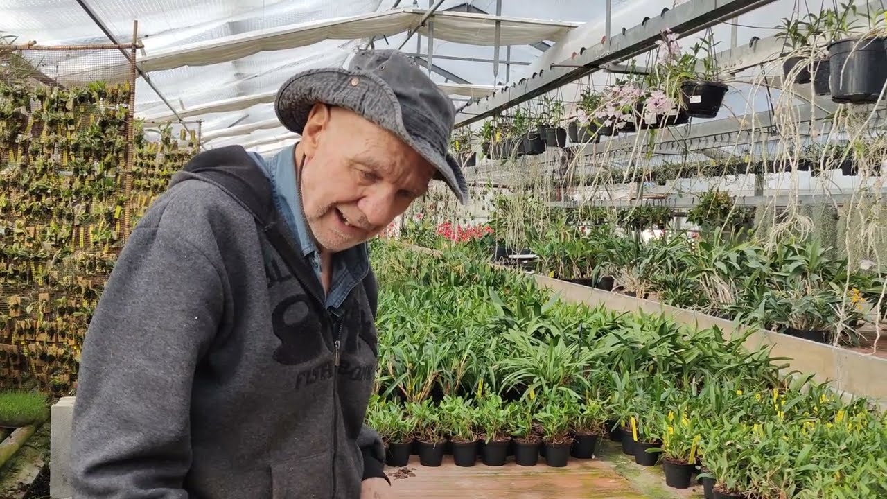 -Orchidee, salvataggio code e piante senza radici, sistema semplice e pratico per salvarle