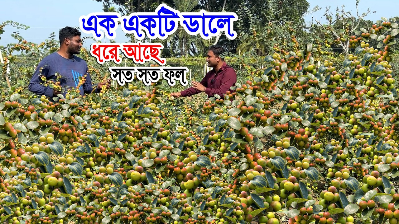 ছোট ছোট ৫ মাসের গাছ প্রচুর পরিমানে ফল | নতুন জাতের চাইনিজ কুল বড়াই | একটি ডালে হাজার হাজার ফল