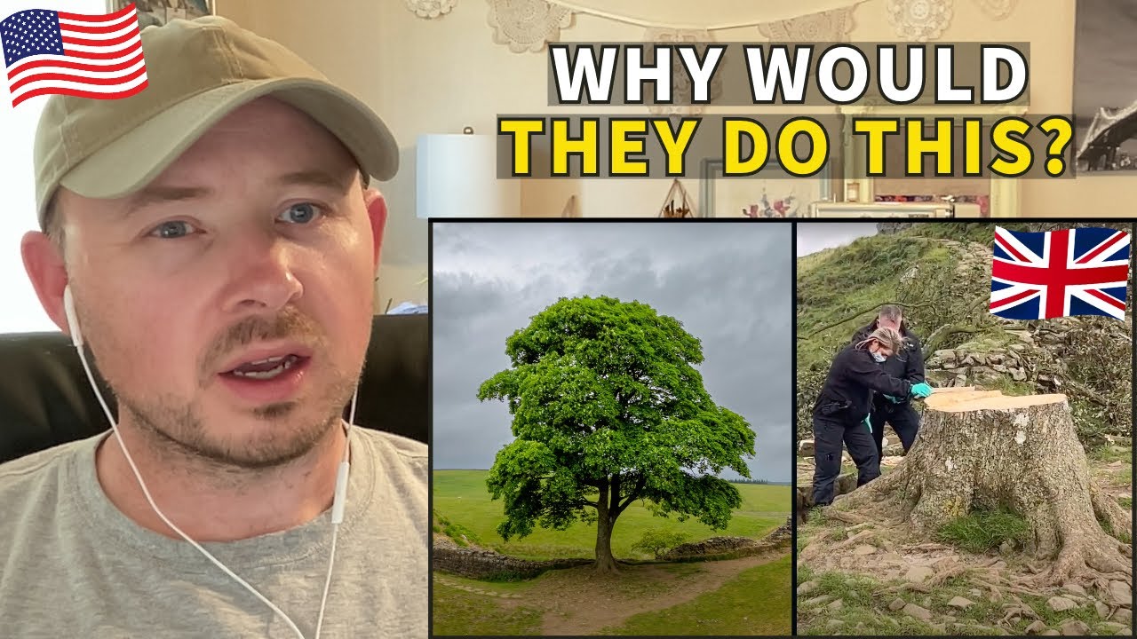 American Reacts to Iconic Sycamore Gap Tree Cut Down by Vandals in Northumberland, UK