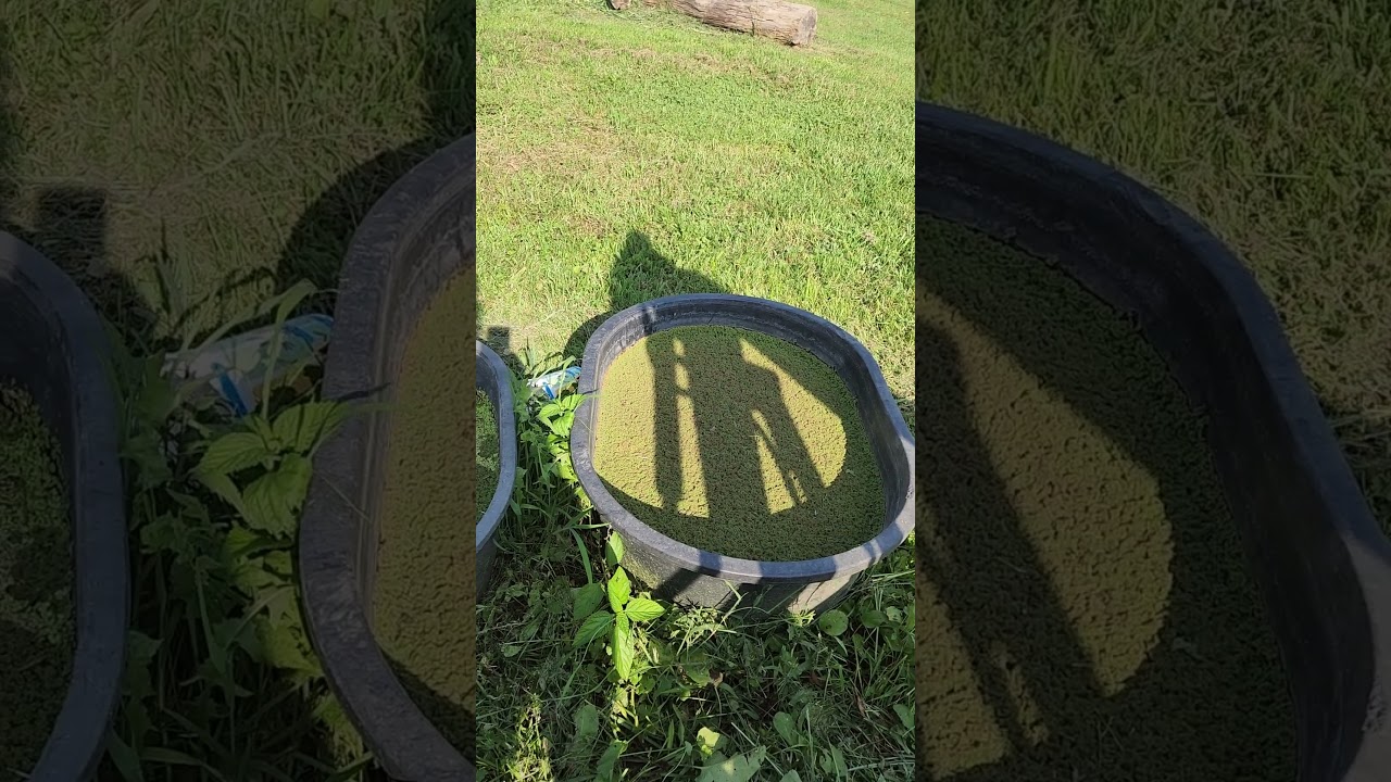 Alternative chicken feed. Azolla and DuckWeed