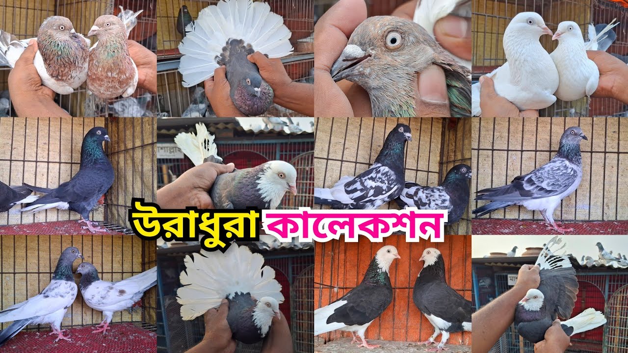 চিনি কালদম,গররা,মুসলদম,খয়রাগলা,রামপুরি,বেজি,সিলভার,সাফচিলা, কালোগলা হাইফ্লাইয়ার, পাল্লা করা কবুতর। 