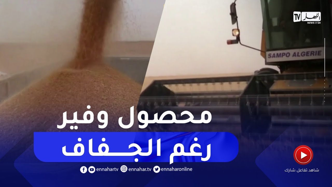 انطلاق موسم الحصاد والدرس وتوقعات بإنتاج أزيد من 800 ألف قنطار رغم الجفاف بخنشلة