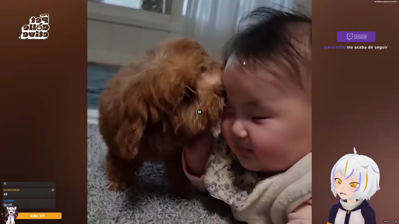 LOS VIDEOS MAS GRACIOSOS DE GATITOS Y PERRITOS 😂 #2