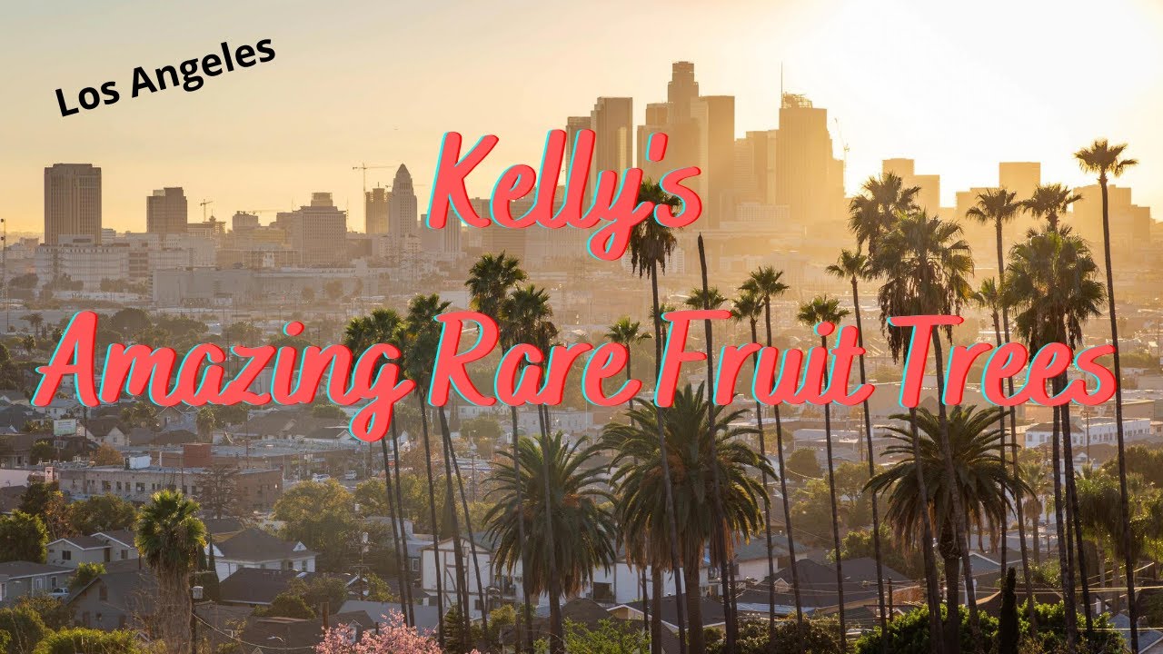Kelly's Amazing Rare Tropical Fruit Trees Part 1