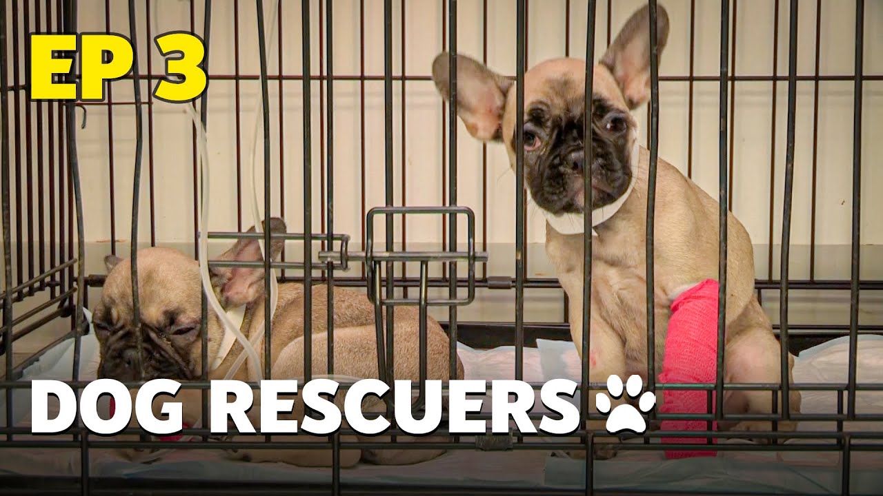 The Dog Rescuers: Episode 3 - Bad Breeders - Animal Documentary