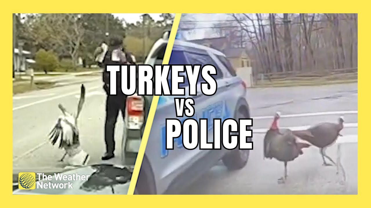 Turkeys Attack Police Officers As Spring Fever Takes Hold