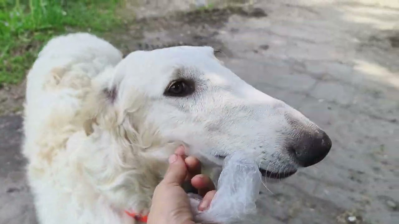 Казанова и городская прогулка