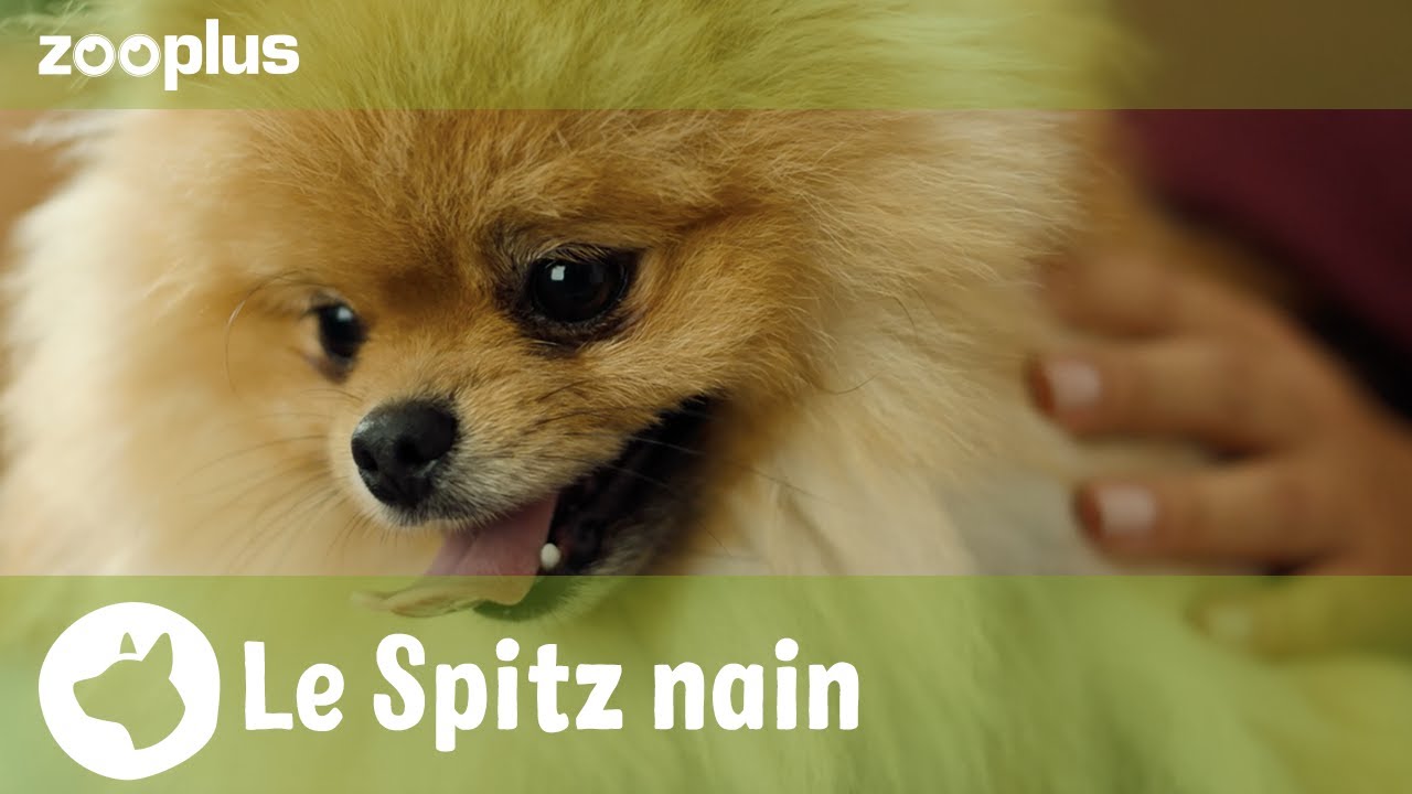 Le Spitz nain (loulou de Poméranie) | Magazine zooplus