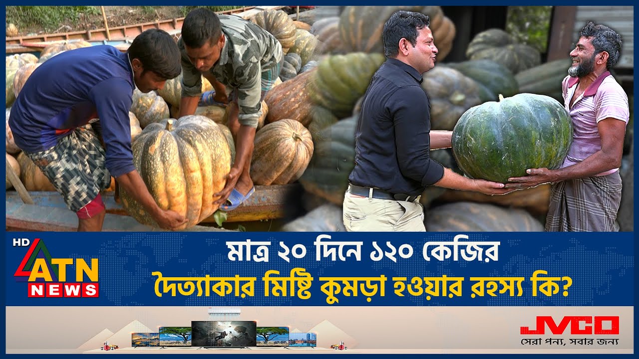 মাত্র ২০ দিনে ১২০ কেজির দৈত্যাকার মিষ্টি কুমড়া হওয়ার রহস্য কি? | Pumpkin | Large Pumpkin | ATN News
