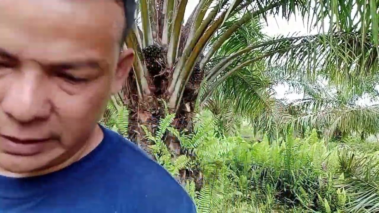 PANEN SAWIT CABUTAN MASIH TETAP SEMANGAT💪
