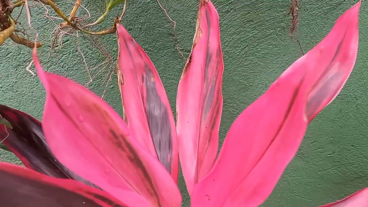 #dracena#dracenavermelha#flordadracena#floracaodracena#plantaroxa