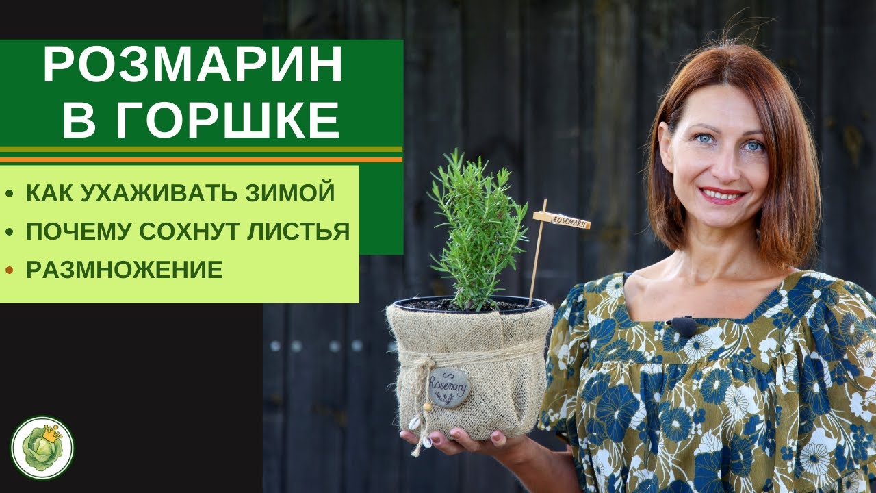 РОЗМАРИН на подоконнике - особенности ухода и способы размножения