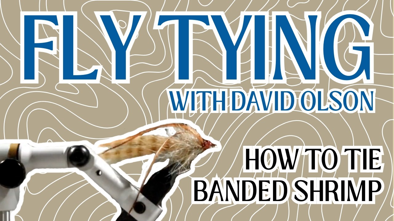BANDED SHRIMP: FLY TYING WITH DAVID OLSON