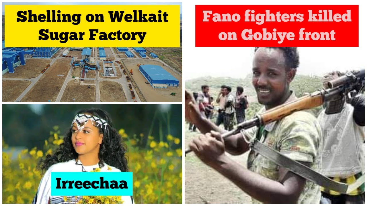 Several Fano fighters killed on Gobeye front | Shelling on Welkait Sugar Factory | Irreechaa
