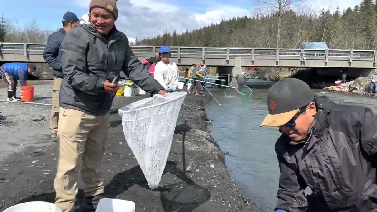 Hooligan Fishing ( Dipnetting) in #seward #alaska #weekly #fishing #update