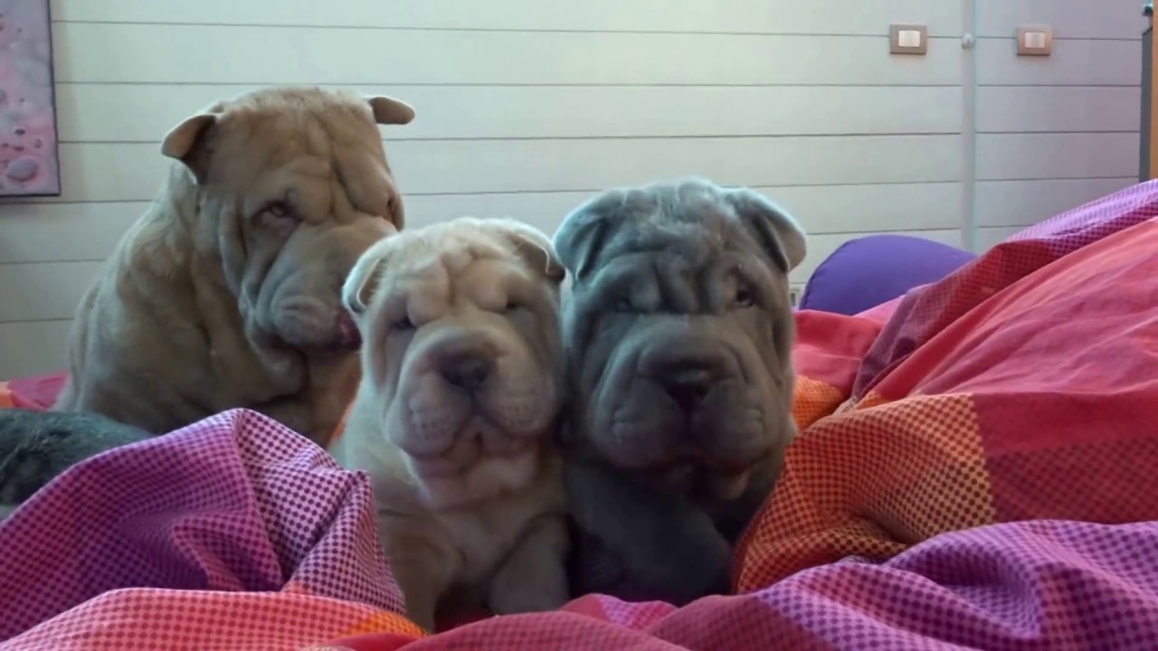 sharpei puppies with mom in the bed