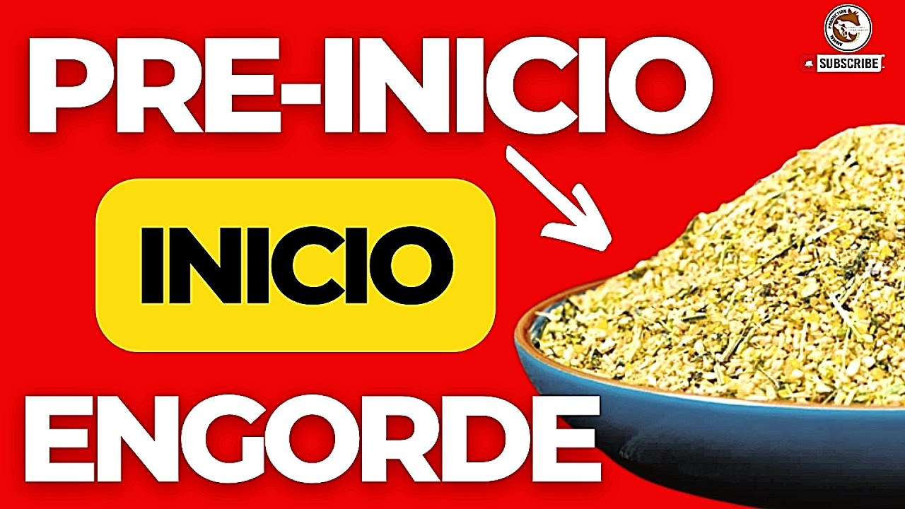 🤯CUALES SON LAS ETAPAS DE ALIMENTACI&Oacute;N EN LOS POLLOS DE ENGORDE🐔 PARA SACAR POLLOS A MENOR COSTO😎