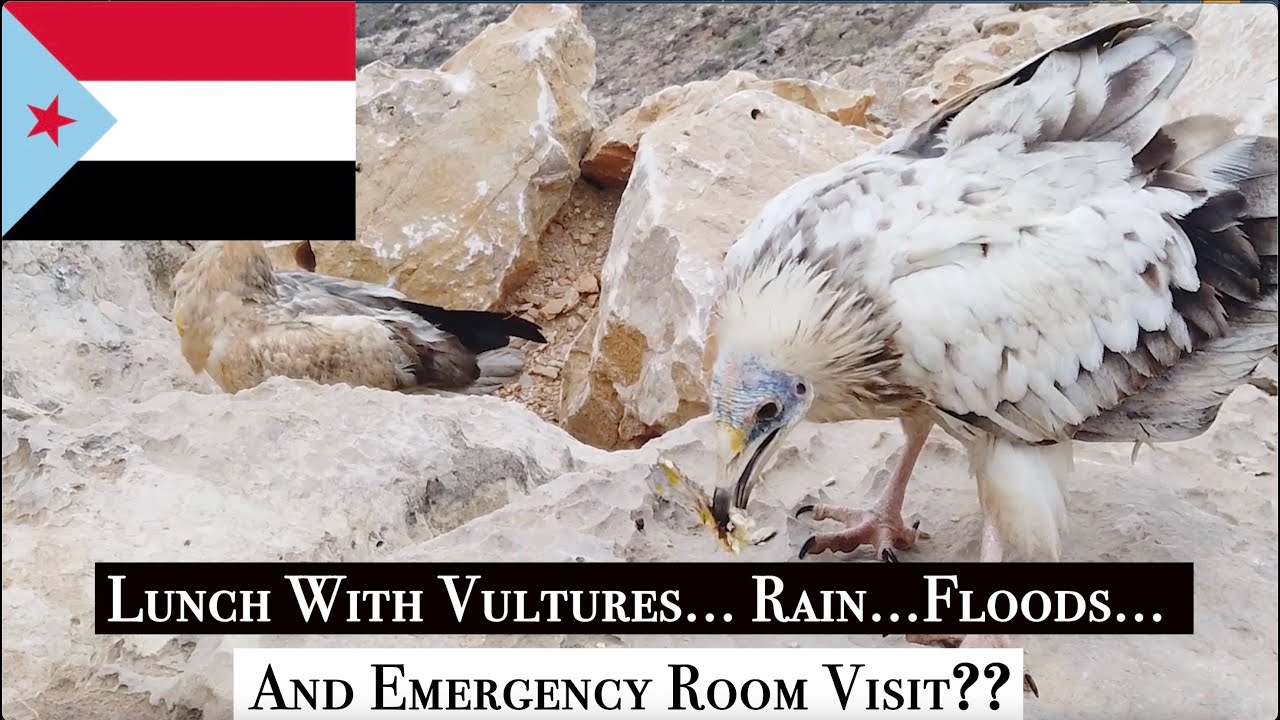 Socotra Dragon Blood Trees, Vultures, Rain, Flood...and an ER visit??