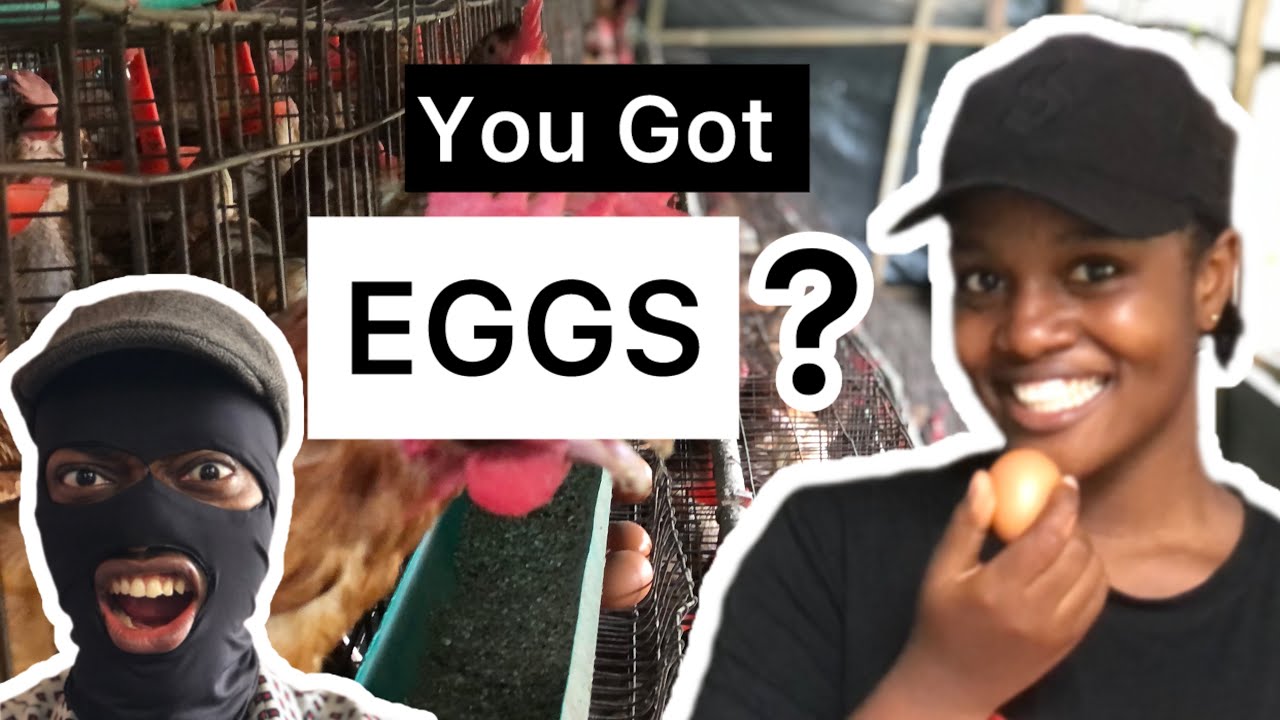 Can Eggs Make $611 A Day ? And How Are Eggs Made ?