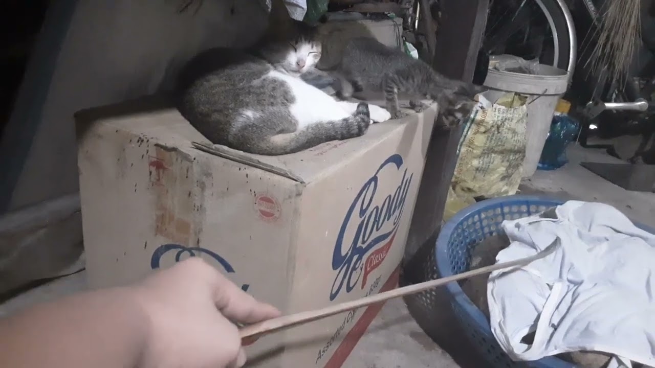 Hai  mẹ con mèo này