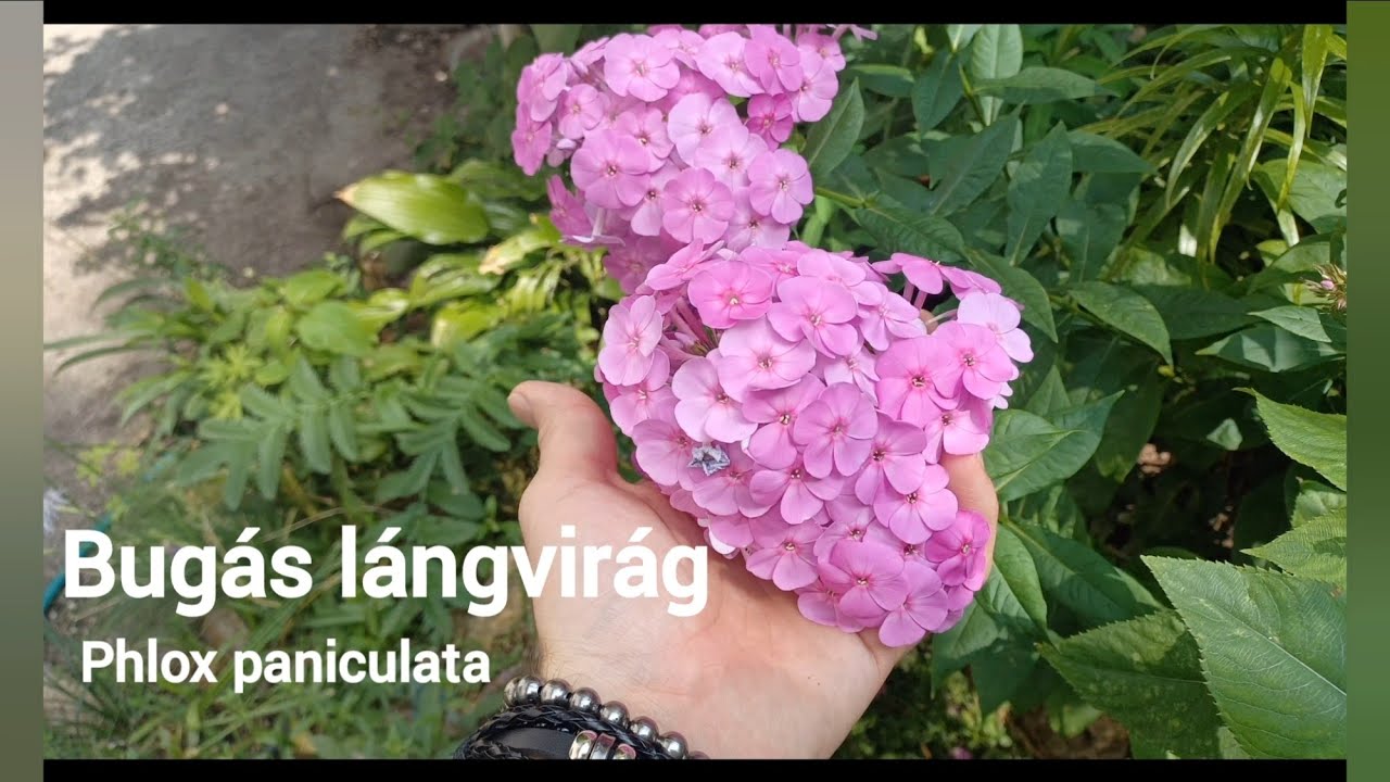 Miért ültess Bugás lángvirágot?