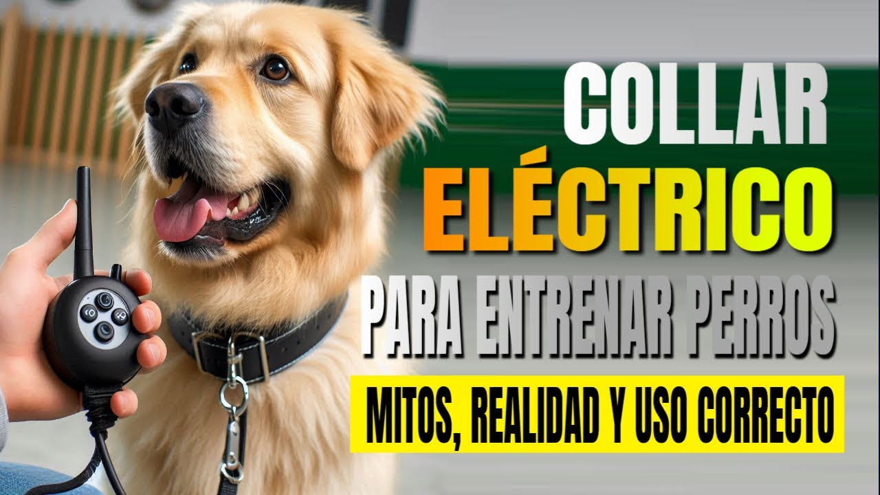 Collar Eléctrico en Perros: Cómo Usarlo de Forma Correcta y Segura  Schnauzer Gigante