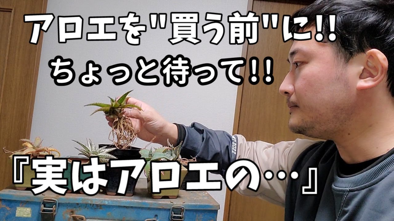アロエを買う前に【知ってお得な情報】教えます