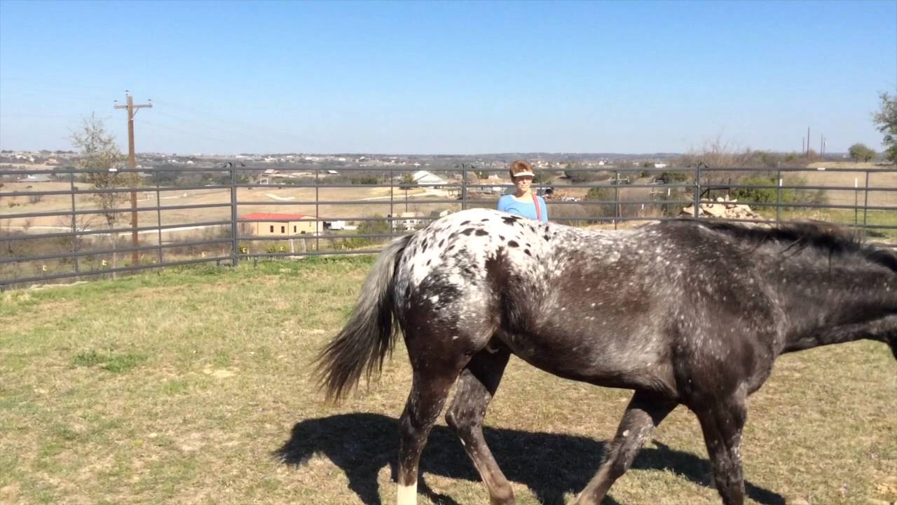 Teach a Horse to Stop Precisely  - Round Pen Exercise
