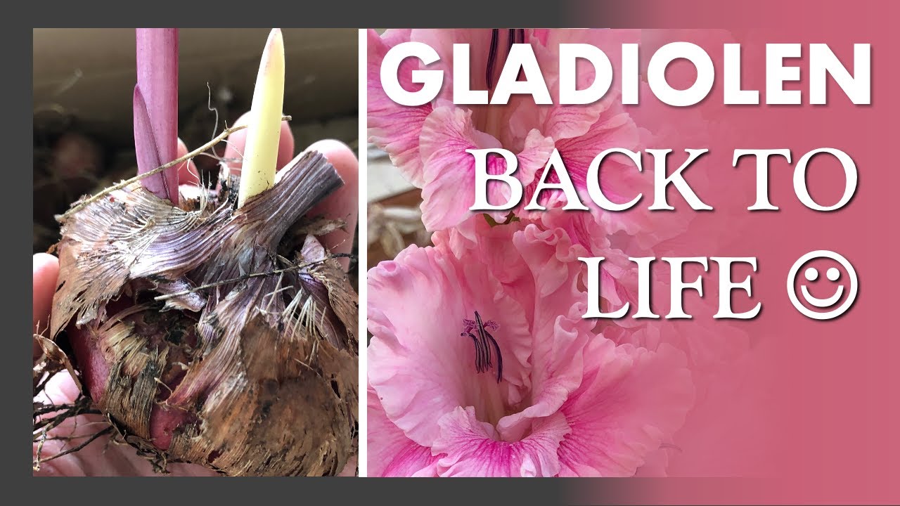 Raus aus dem Winterschlaf! - Ich wecke meine Gladiolen auf 😊🌱🌸 &Uuml;berwinterung und Info zu Gladiolen