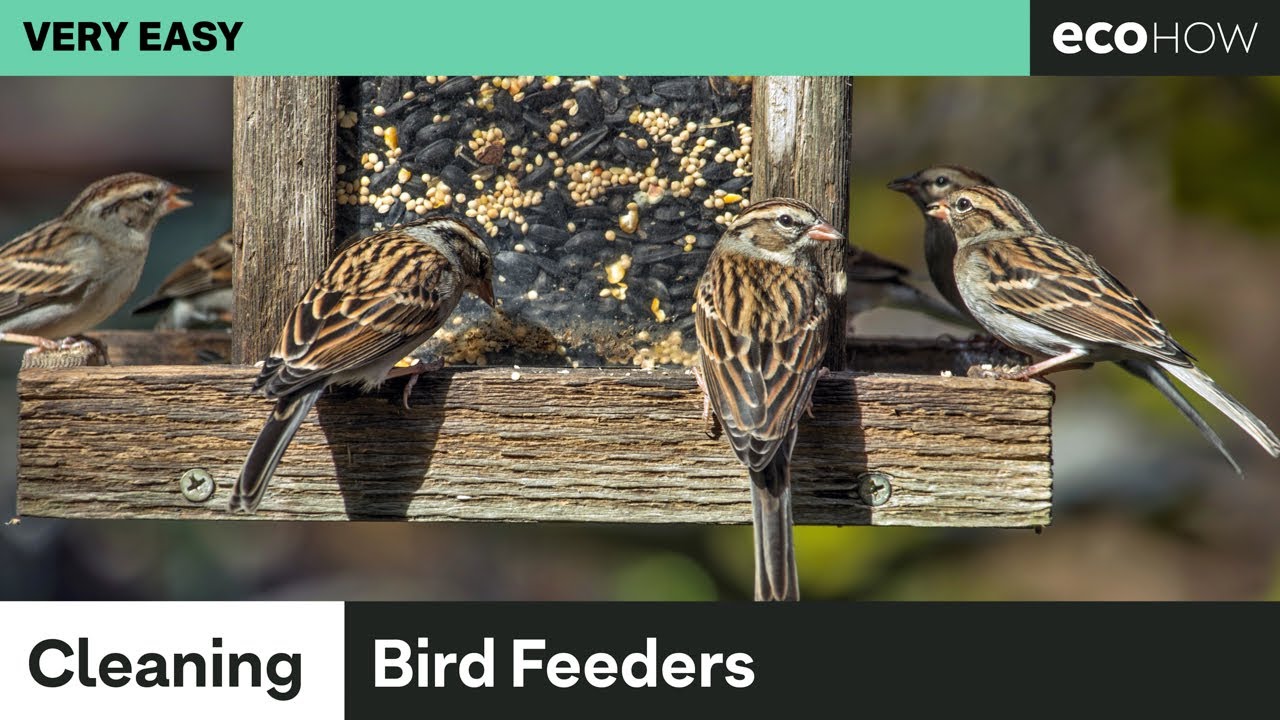 How to clean bird feeders