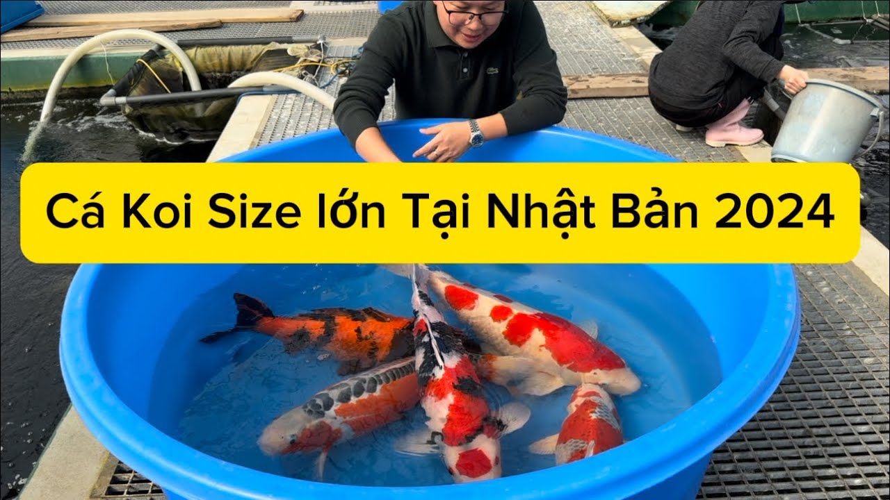 Mua cá koi size lớn tại Nhật Bản 2024 !