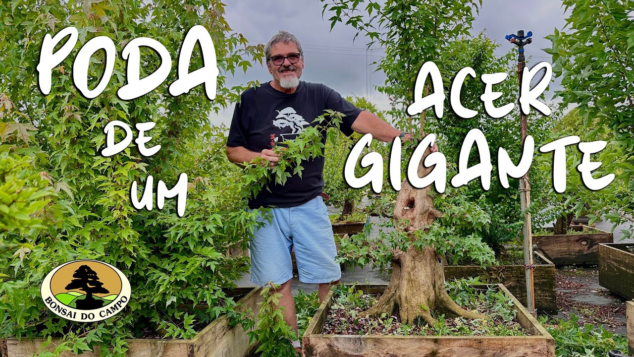 PODA DE UM ACER GIGANTE
