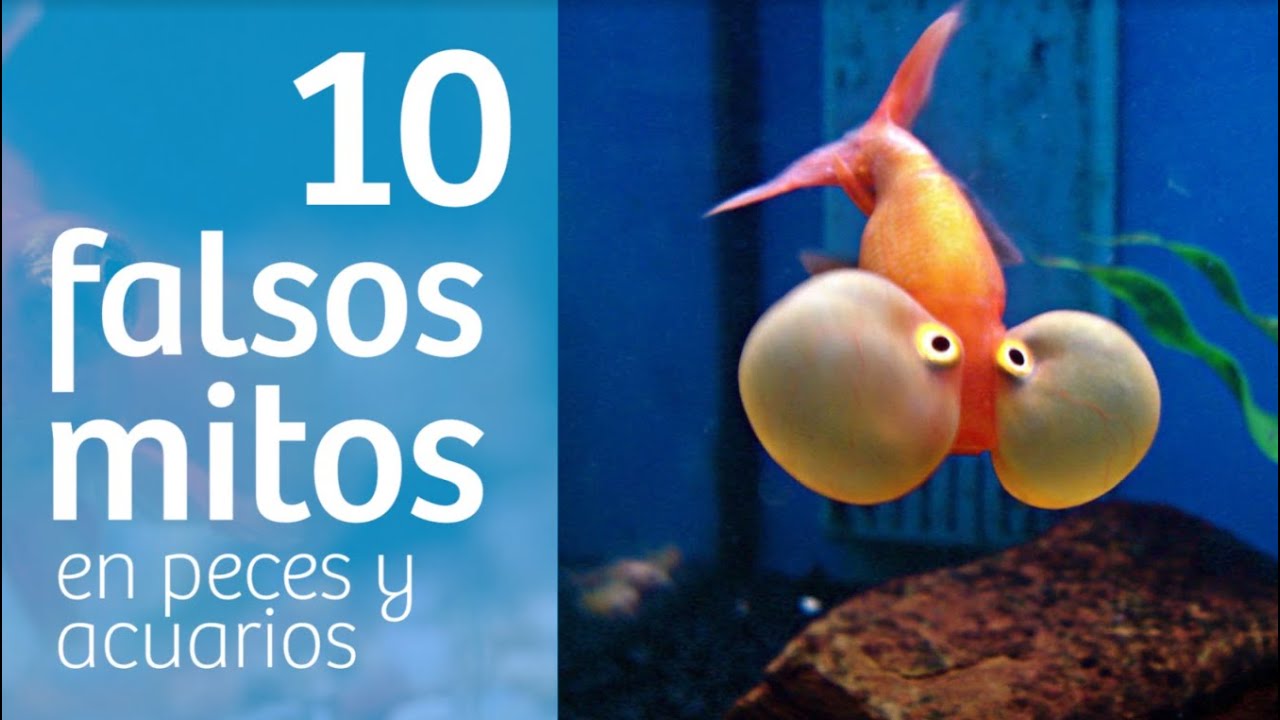 🔟  MITOS · Creencias FALSAS sobre PECES y ACUARIOS [ Capítulo 100 ]
