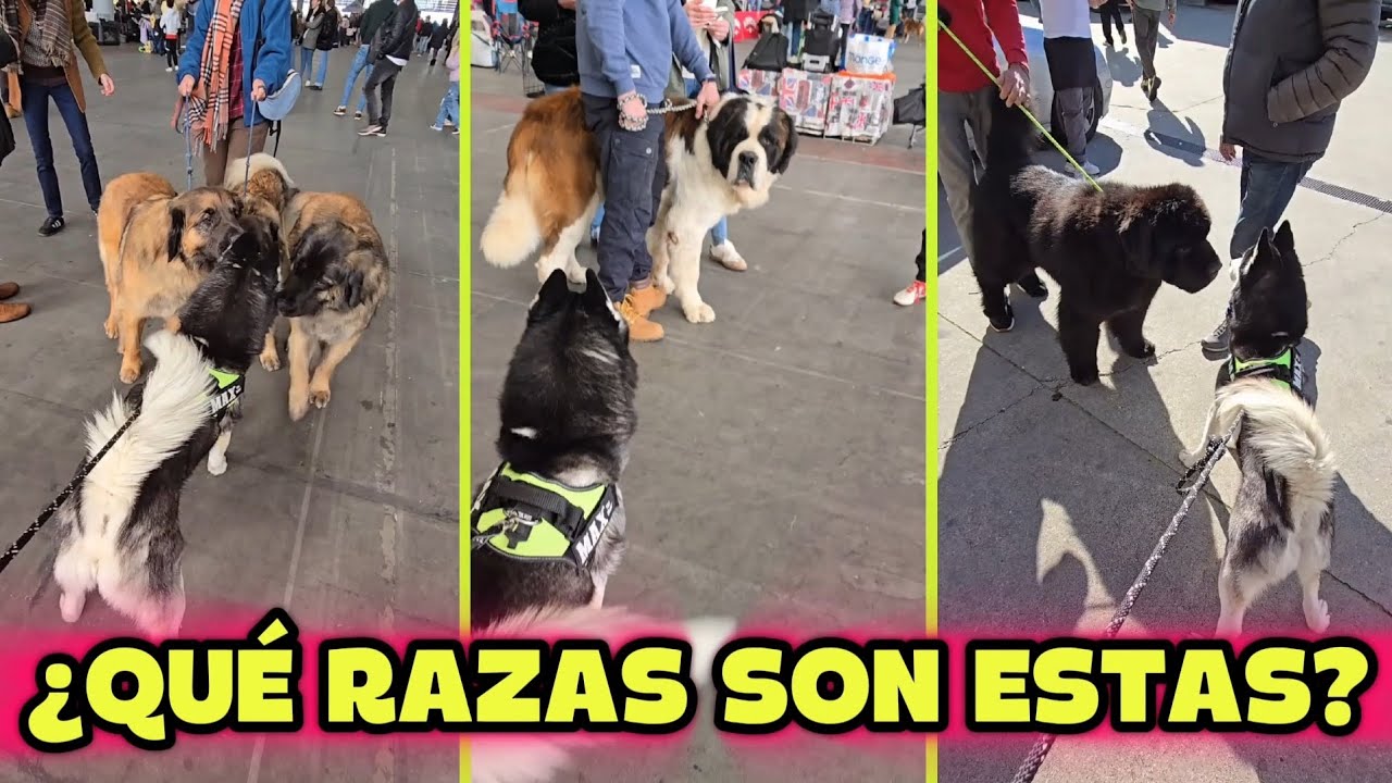 MAX Conoce más de 20 RAZAS de PERROS: ¡Su REACCIÓN te Sorprenderá! 😱