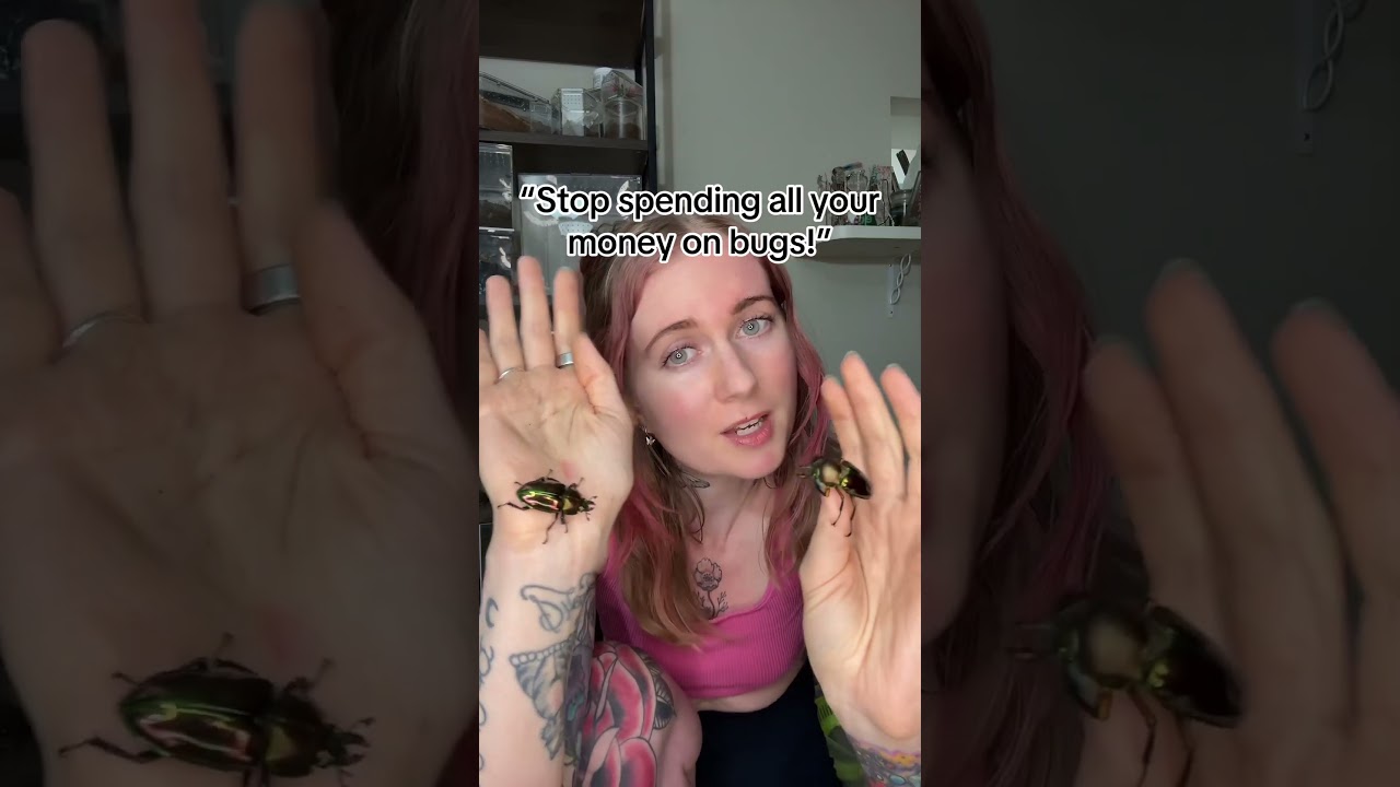 These are rainbow stag beetles-exotic pet insects I can&rsquo;t stop collecting! #worthit #shorts #bugs