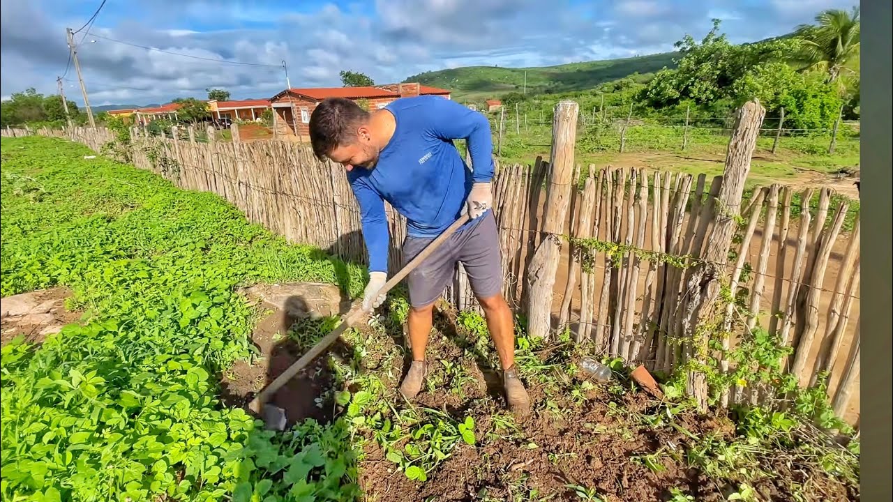 LIMPANDO MATO DA ROÇA | A LAGARTA ESTÁ COMENDO O MILHO  