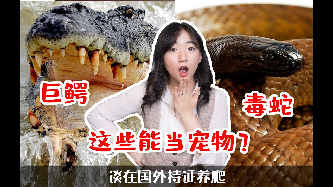 世界第一毒蛇能当宠物？奇葩国的爬宠证是什么？澳大利亚持证养爬那些事【家说爬宠】
