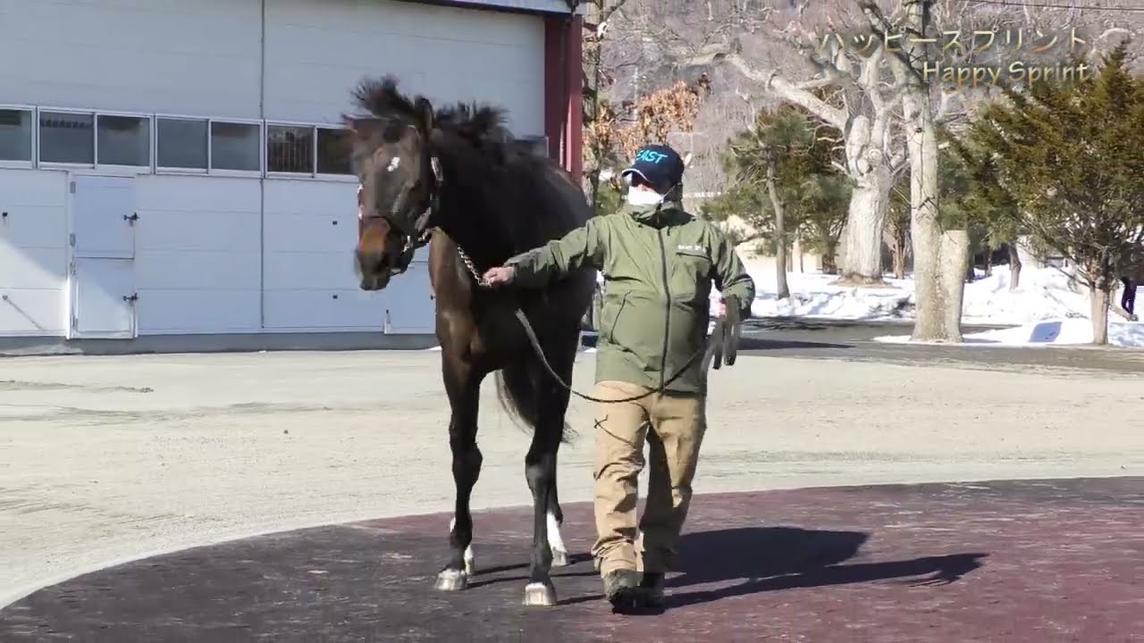 ハッピースプリント(Happy Sprint)-イーストスタッド種牡馬展示会2022