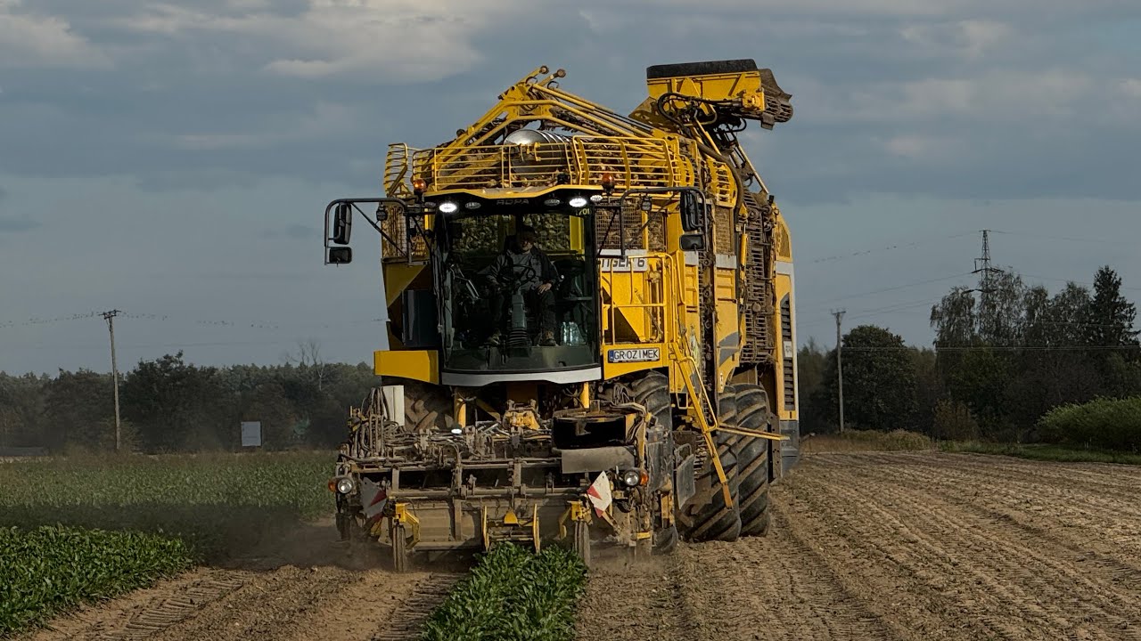 | Buraki cukrowe 2024 | 2x ROPA | 2x John deere |