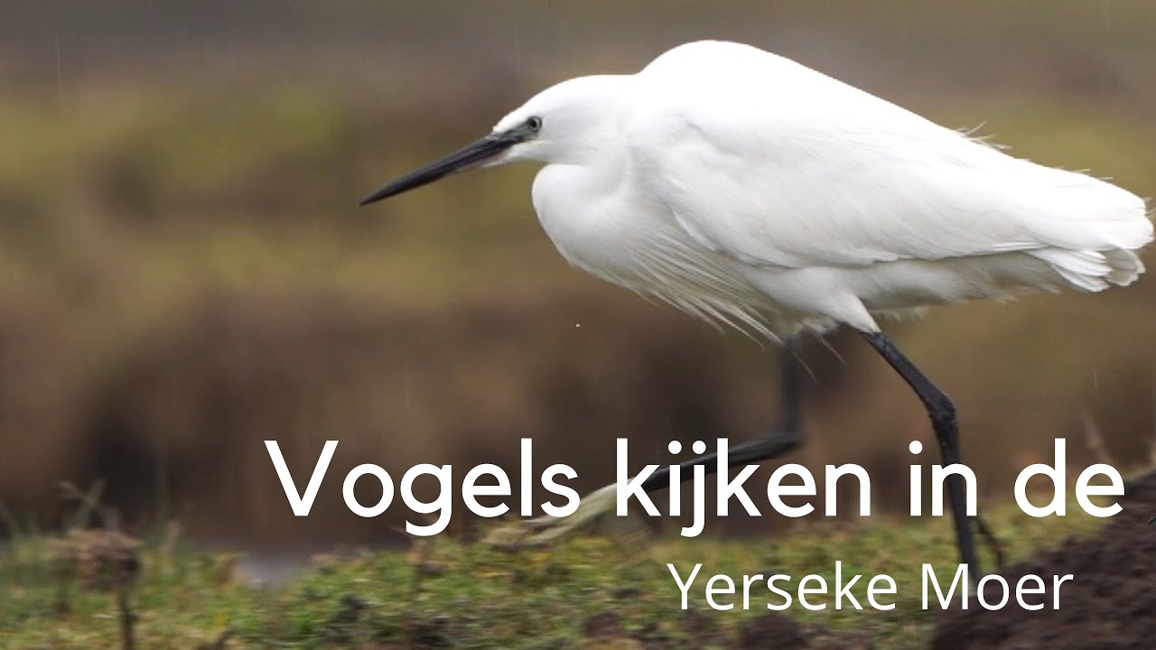 Vogels kijken in de Yerseke Moer #1470
