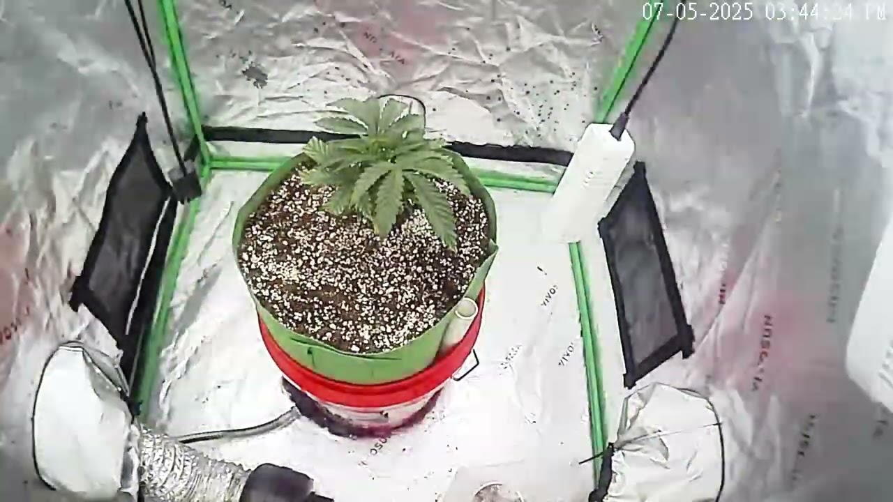Grand Daddy Purple 8 days time lapse
