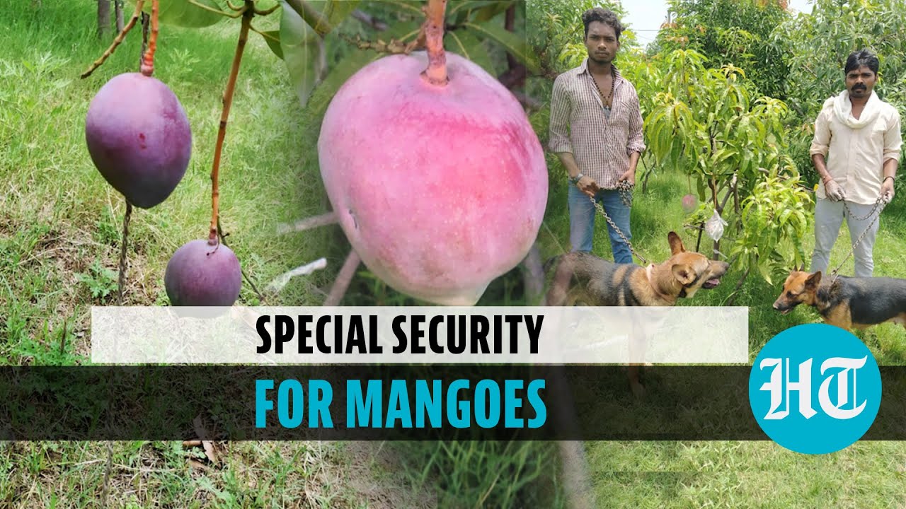 Why ‘costliest mango’ Miyazaki is protected by guards & dogs in MP