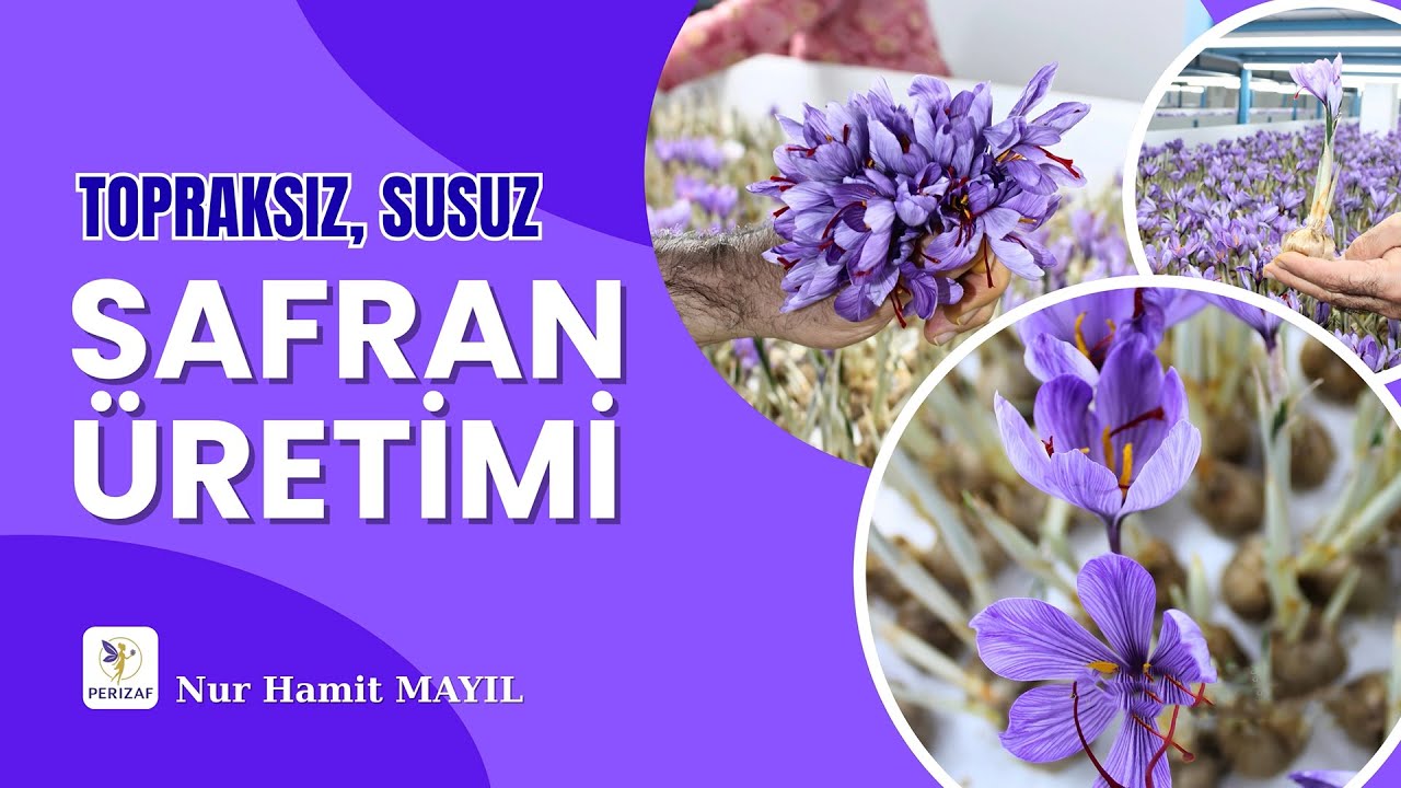 Safranın Faydaları ve Topraksız, Susuz Safran Üretimi | Nur Hamit MAYIL | +90 541 447 29 96