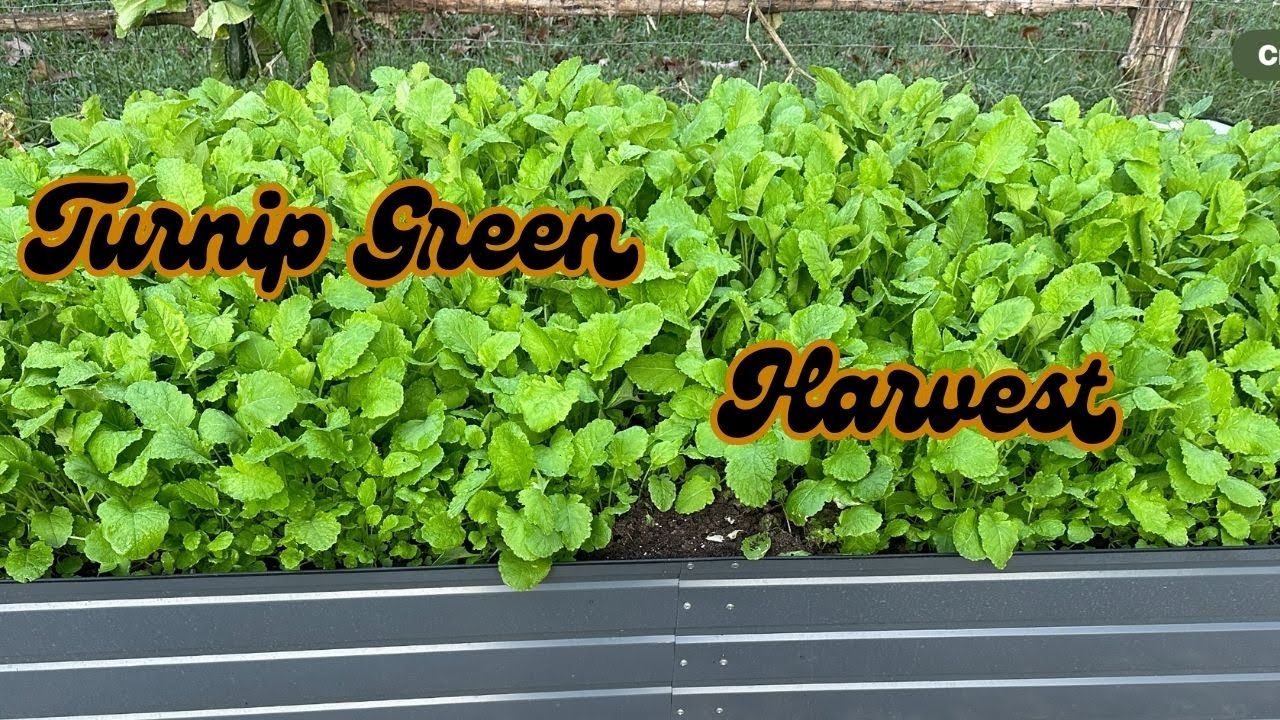 My Favorite Way to Harvest Turnip Greens FAST and EASY