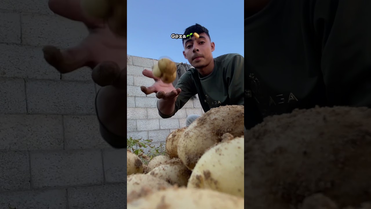 Even in Gaza&hellip;potatoes tell a story💔Any small support helps 🙏#gaza #ramadan #shorts #potato #donate