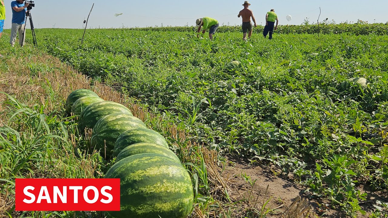 PROIZVODNJA LUBENICA U FARKAŽDINU NA IMANJU PORODICE JOVANOV