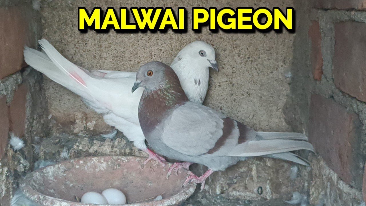 MEHBOOB DA MALWAI PIGEON FOR SHOKH 